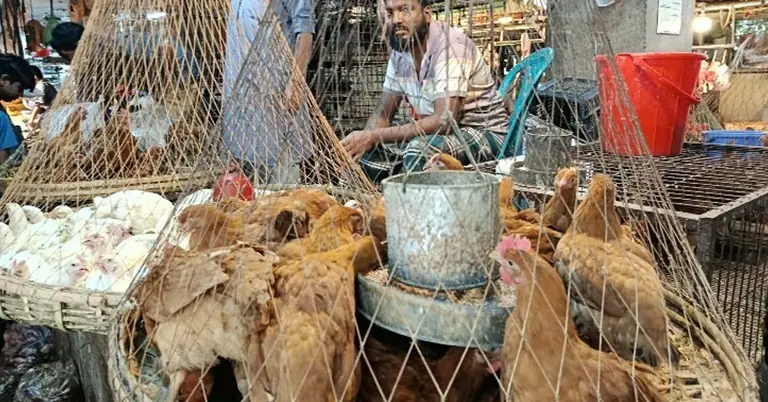 মুরগির বাজার